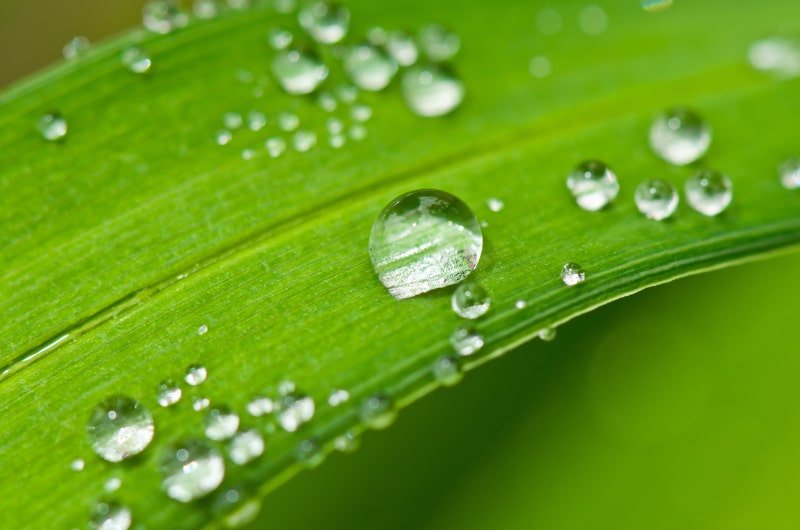 Macro view of a green leaf with water droplets
