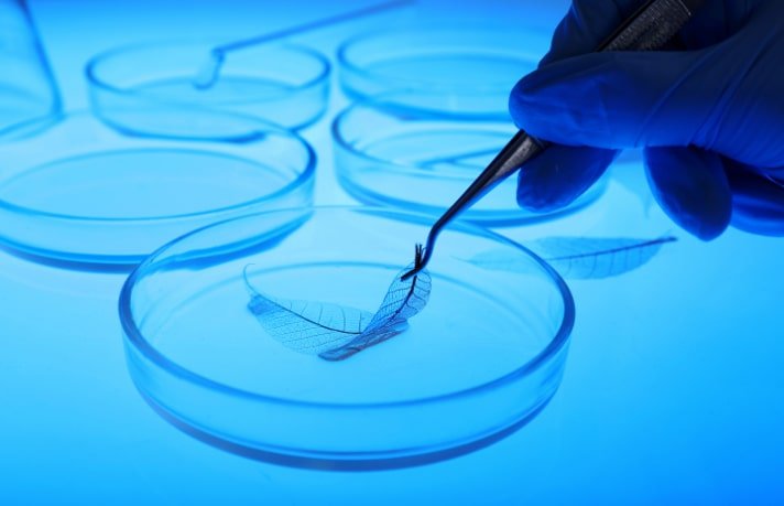 A leaf in a petri dish