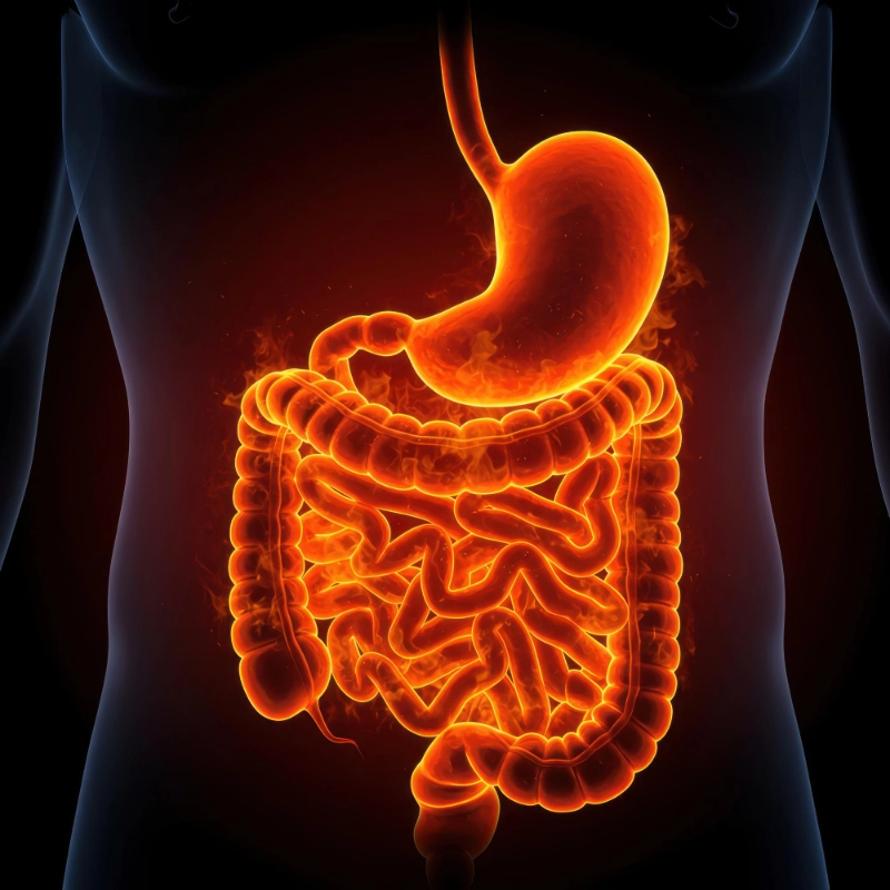Digestive