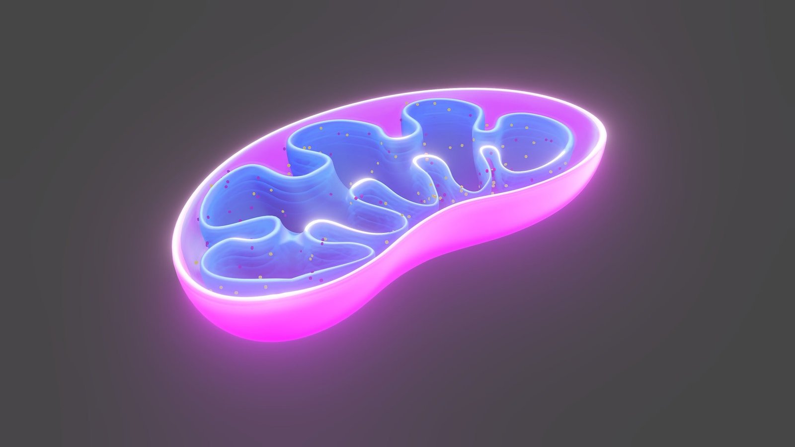 3D rendering of a glowing purple cell mitochondria